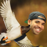 Drake M